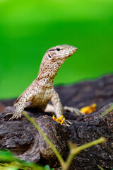 Little lizard in Sri Lanka