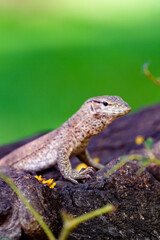 Little lizard in Sri Lanka