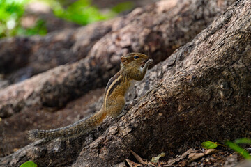 Small quirrel on a tree in Sri Lanka