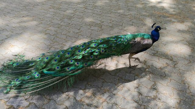 Pavo Real a ras de suelo en el Campo Grande de Valladolid