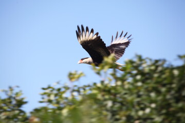 Gavião carcará na Reserva Estadual do Acaraí, Ilha de São Francisco do Sul. 