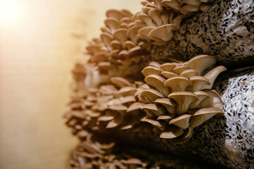 Oyster mushroom cultivation growing in farm on oil cake substrate © Mulderphoto