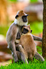 Monkey in wilderness, Sri Lanka