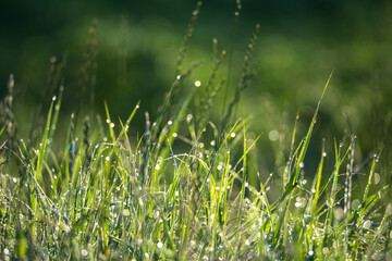 Green grass with water droplets in the rays of the rising spring sun