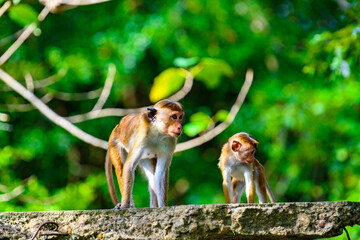 Monkey in wilderness, Sri Lanka