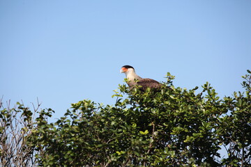 Gavião carcará na Reserva Estadual do Acaraí, Ilha de São Francisco do Sul. 