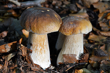 Boletus © jholy