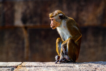 Obraz premium Monkey on the stone in wilderness, Sri Lanka