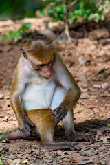 Monkey in wilderness, Sri Lanka