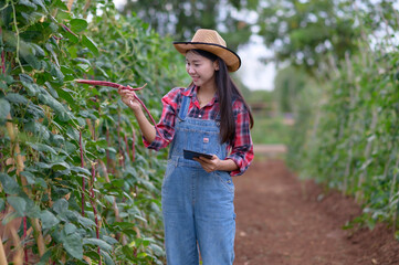 farmer inspecting organic vegetables.farmer asian women inspecting garlic in agricultural garden. Plant growth