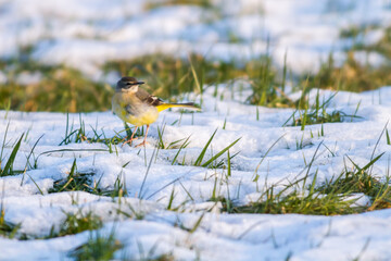 Grey Wagtail (Motacilla cinerea)