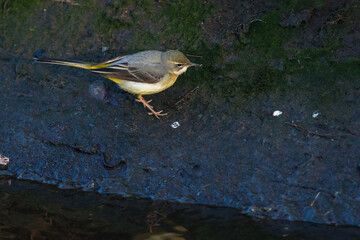 Grey Wagtail (Motacilla cinerea)