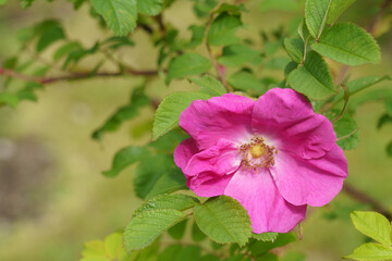 Attractive lilac-pink Rosa nutkana wild flower.