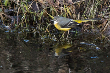 Grey Wagtail (Motacilla cinerea)