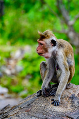 Monkey close up  in wilderness, Sri Lanka