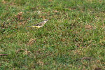 Grey Wagtail (Motacilla cinerea)