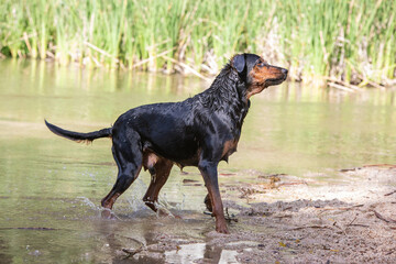 a mix of rottweilers with another dog taking a bath in the river and playing with a ball
