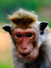 Monkey close up  in wilderness, Sri Lanka