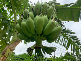 close up of green Banana bunch in garden