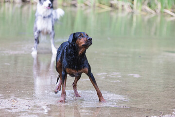 a mix of rottweilers with another dog taking a bath in the river and playing with a ball
