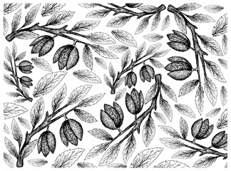 Illustration Wallpaper of Hand Drawn Sketch of Almonds on A Tree, Good Source of Dietary Fiber, Vitamins and Minerals.
