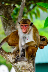 Monkey on the tree in wilderness, Sri Lanka