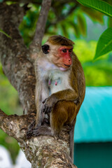 Monkey on the tree in wilderness, Sri Lanka