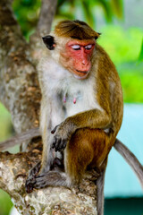 Monkey on the tree in wilderness, Sri Lanka