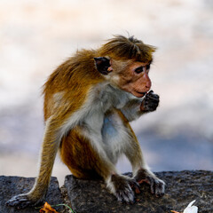 Monkey on the tree in wilderness, Sri Lanka