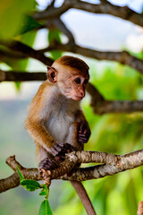 Little baby Monkey on the tree, Sri Lanka