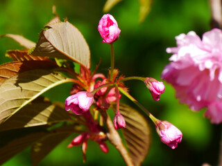 Cherry blossoms. Pink flowers blossoming tree. Selective focus.