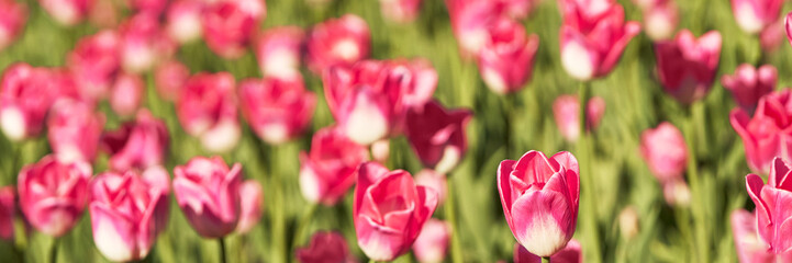 Fototapeta premium Tulip flowerbed. Garden card background. Park with many bright flowers. Pink bloom and green grass. Love gift. May morning market. Holland meadow view. Horizontal wide banner. Sun day