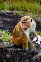 Fototapeta premium Monkey in wilderness, Sri Lanka