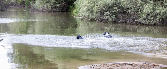 two dogs playing in the river, a Border Collie and a Rottweiler mix