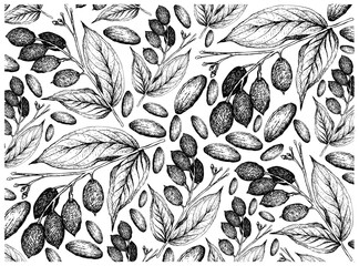 Illustration Wallpaper of Hand Drawn Sketch of Canarium Indicum, Galip Nuts or Pacific Almonds Background, Good Source of Dietary Fiber, Vitamins and Minerals.   © Iamnee