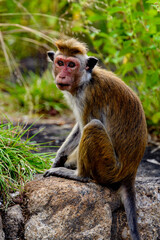 Fototapeta premium Monkey in wilderness, Sri Lanka
