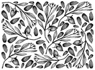 Illustration Wallpaper of Hand Drawn Sketch Simmondsia Chinensis or Jojoba Nuts and Seeds Background, Used to Treat Acne, Psoriasis, Sunburn and Chapped Skin. 
