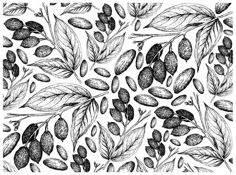 Illustration Wallpaper of Hand Drawn Sketch of Canarium Indicum, Galip Nuts or Pacific Almonds Background, Good Source of Dietary Fiber, Vitamins and Minerals.
 