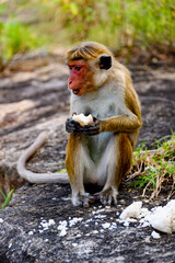 Monkey eats rice in wilderness, Sri Lanka
