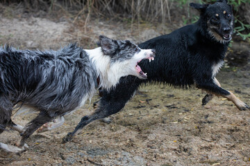 two dogs playing in the river, a Border Collie and a Rottweiler mix