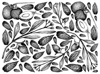 Illustration Wallpaper of Hand Drawn Sketch Simmondsia Chinensis or Jojoba Nuts and Seed with Coconut Fruits Background, Used to Treat Acne, Psoriasis, Sunburn and Chapped Skin. 
