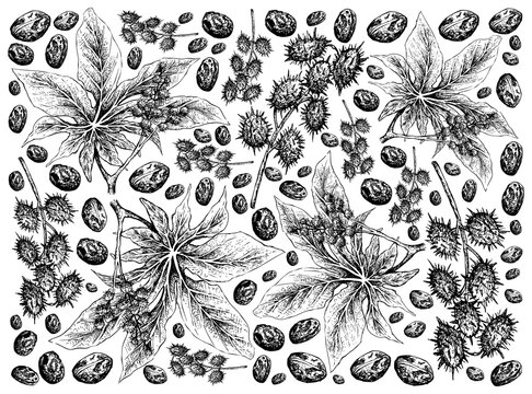 Illustration Wallpaper of Hand Drawn Sketch of Castor Beans or Ricinus Communis Background. The Highest Amounts of Triglycerides and Ricinolein of Seed Oils.
