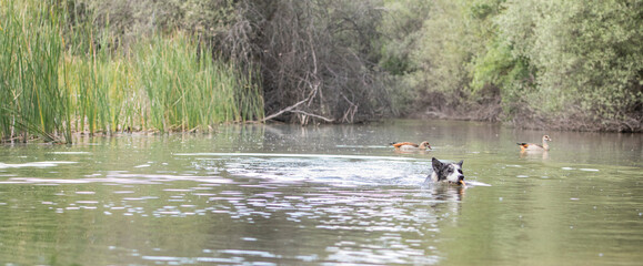 a Border Collie taking a bath in the river and playing with a stick
