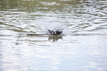a Border Collie taking a bath in the river and playing with a stick
