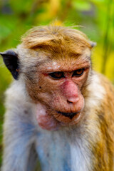 Fototapeta premium Monkey in wilderness, Sri Lanka