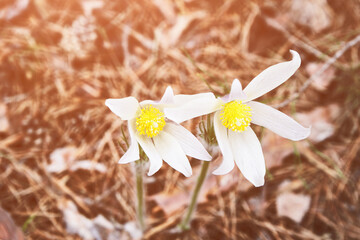 Pasque flower at spring forest. While bloom outdoors. Sun nature season. Floral garden backfround. Snowdrop fantasy. Springtime. Copyspace