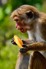 Monkey in wilderness, Sri Lanka