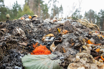 concept violation of food storage conditions. delicacy delicious expensive red caviar close-up in a heap of compost