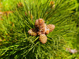 Pine cone in spring. Pine cone in spring. Selective focus.