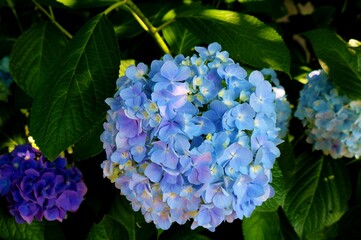 花　あじさい　六月　爽やか　風景